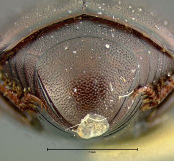 Media type: image;   Entomology 6937 Aspect: pygidium